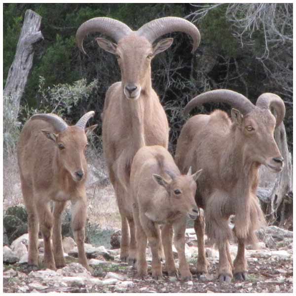 Group of Aoudad 7-2010
