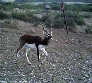 Young Black Buck Antelope
