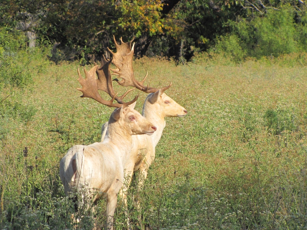 White Fallow Deer Nov 2012
