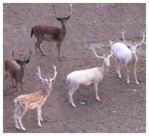 Fallow Bucks