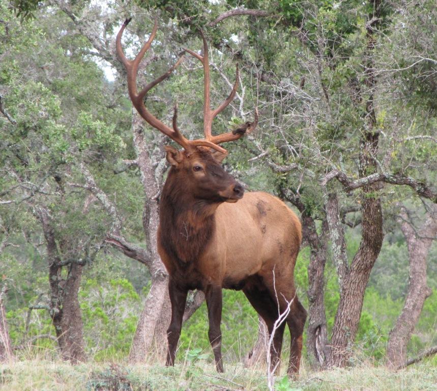 5 x 5 Bull Elk 2009