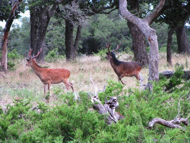 Alert Sika Deer Bucks 10