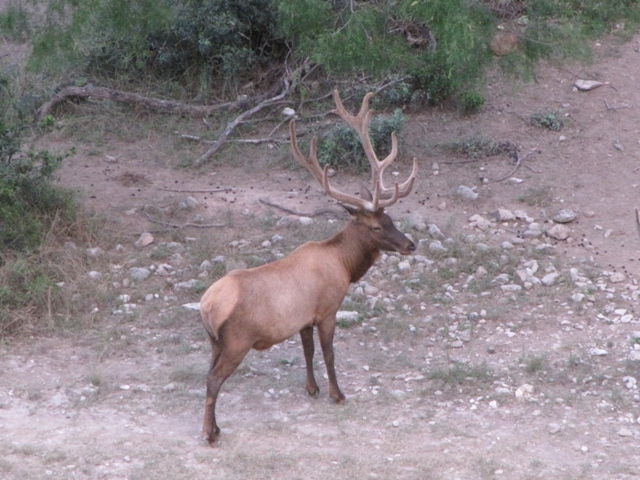 Monster Bull Elk 5x7 2010