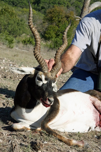 Large Black Buck Antelope
