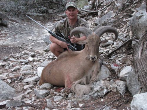 Great Aoudad Ram 2010