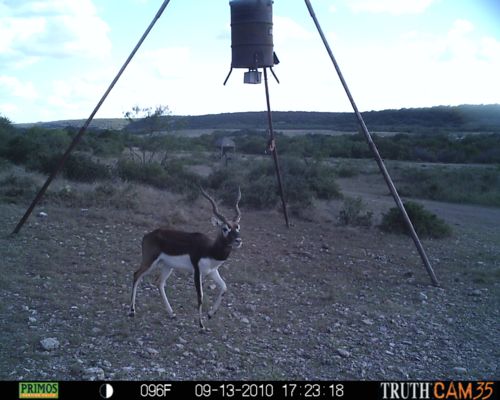 Black Buck Antelope at Feeder