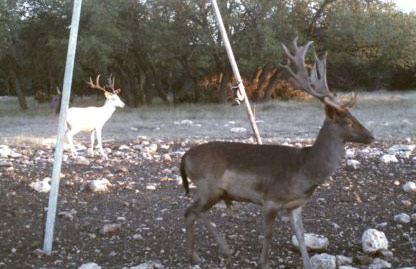 Fallow Deer 10-2010