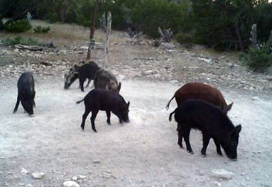 Group of Hogs 10-2010