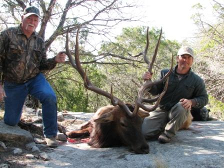 Bull Elk w/ Hunters
