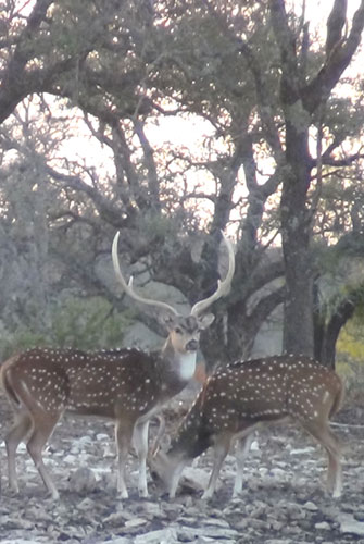 Two Dominant Axis Buck