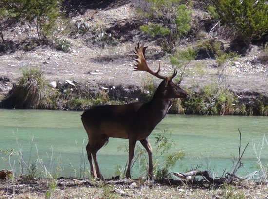 Large Fallow Buck