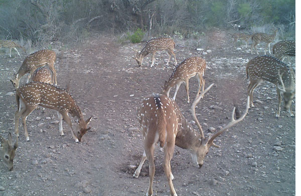 Small Group of Axis Does w/ Buck