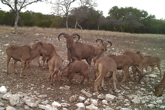 Family of Aoudad