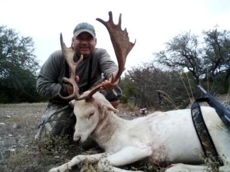 Stunning White Fallow Trophy