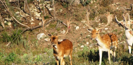 Beautiful Bucks