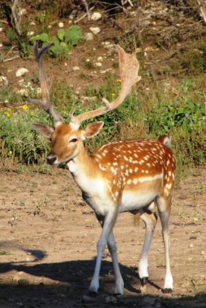 Nice spotted Buck