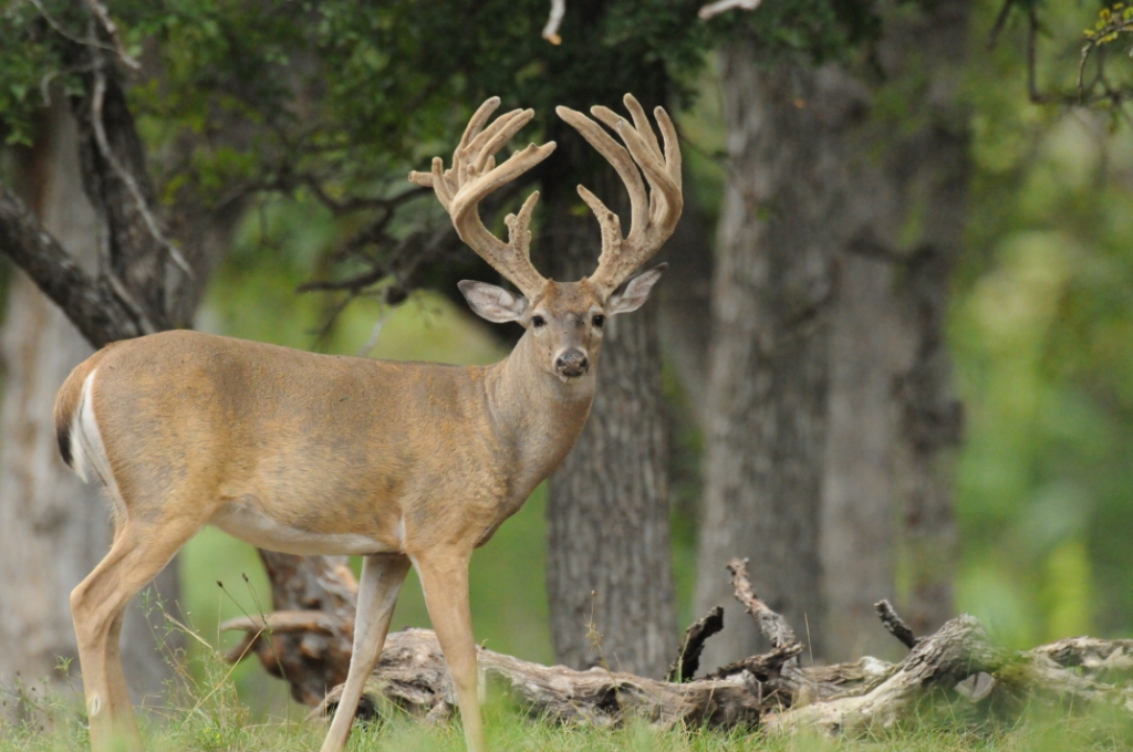 Escondido Texas Trophy Whitetails