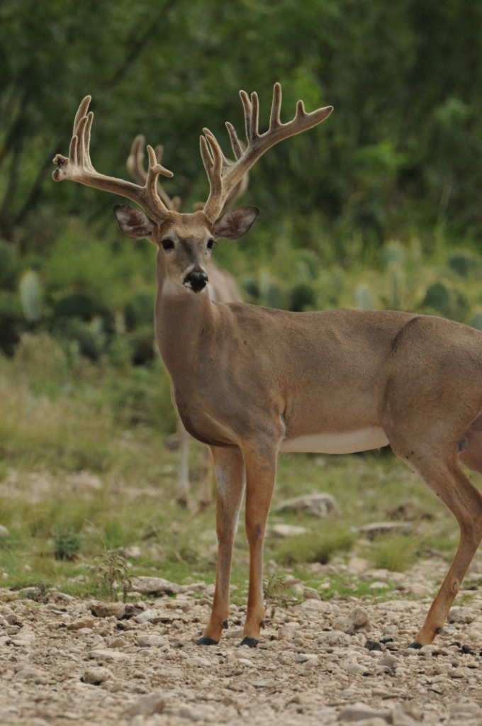 Escondido Ranch Trophy Whitetails