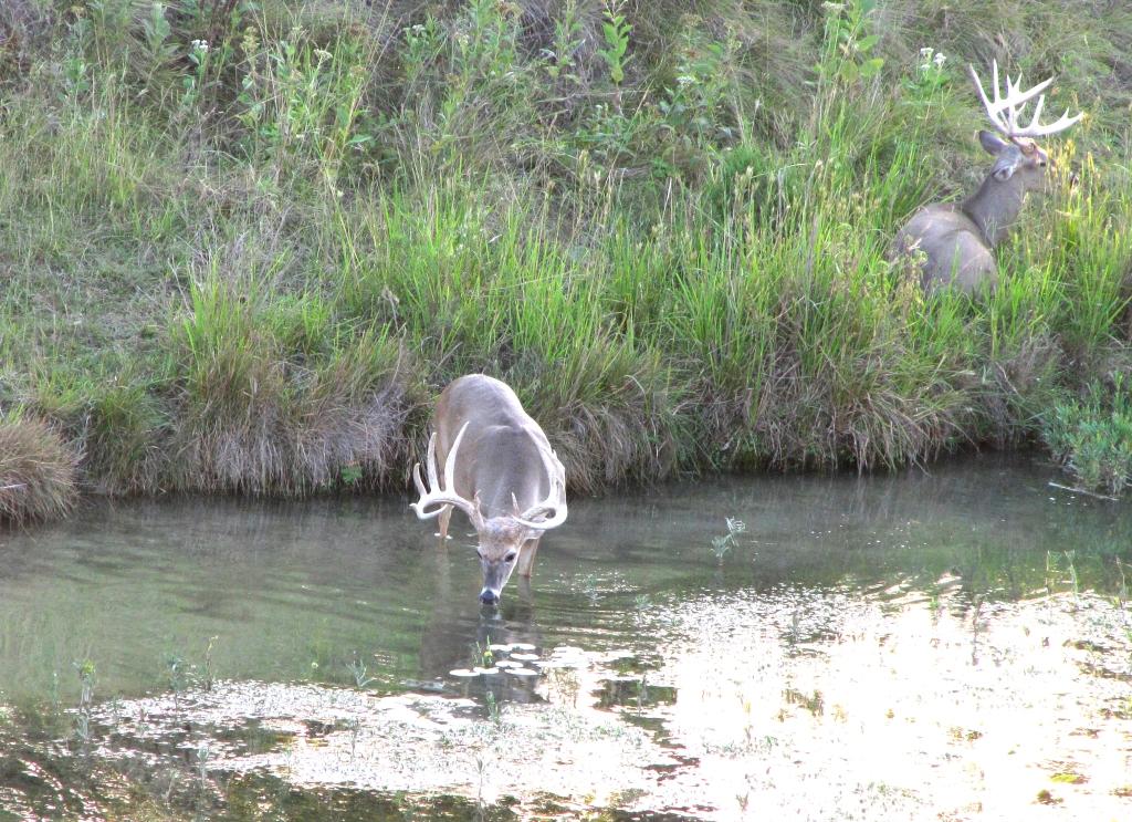 Morning Walk Escondido Whitetails 2015