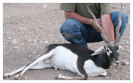 Black Buck Antelope