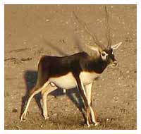 Large Black Buck Antelope