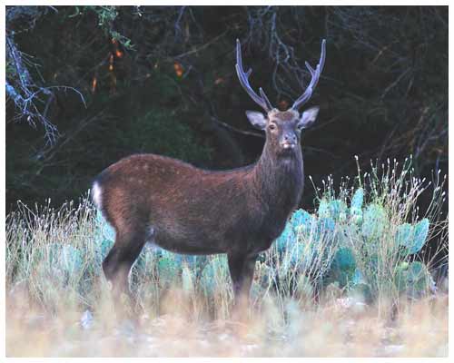 Mature Sika Buck 09