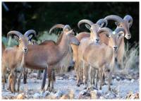 Aoudad Sheep