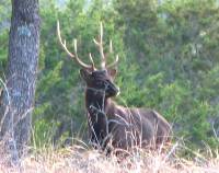 Trophy Sika Buck Dec 09