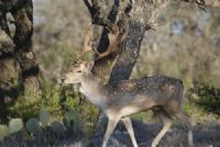 Fallow Buck