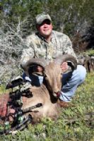 Nice Ram taken with a Bow