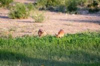 Whitetail Does Enjoying the Foodplots