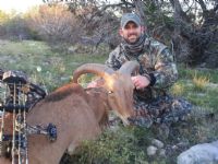 Trophy Aoudad w Bow Nov 2012