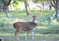 August 2014 Massive Axis Buck 