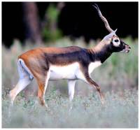 Black Buck Antelope